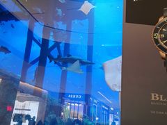 -迪拜水族馆及水下动物园