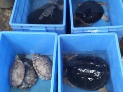 -桥西市场(环城西路)