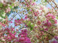 -深圳国际园林花卉博览园