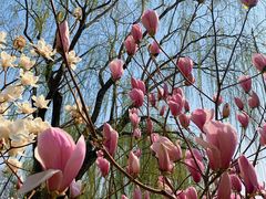 -大兴滨河森林公园