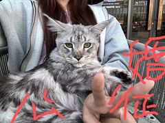-十年猫舍·猫咪专门店(普陀店)