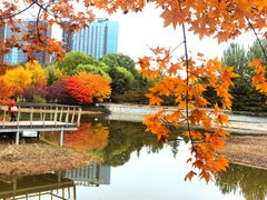 -大望京公园
