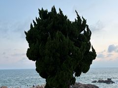 -小麦岛公园