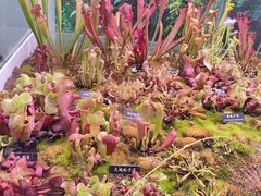-中国科学院西双版纳热带植物园