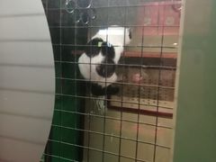 -猫咪博物馆(顶澳仔猫街店)