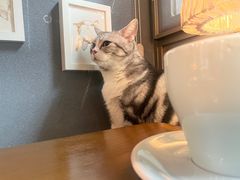 -咖法森林·咖啡  酒吧(天河店)