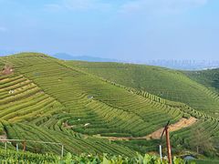 -龙坞茶村