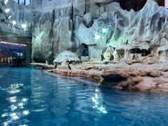 -帝企鹅自助餐厅•儿童岛•真企鹅(长隆企鹅酒店)