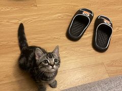 -美联众合动物医院(·中兽医·疑难杂症·严家桥分院)