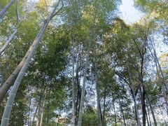 -上海佘山国家森林公园天马山园