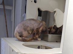 -琪喵猫屋·撸猫猫咖·猫舍