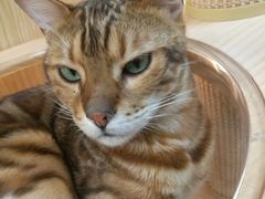 -猫和宫(六道口店)