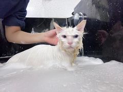 -佳雯宠物医院(金华南路分院)