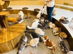 -飞行喵MR PILOT|猫舍·猫咖(静安大融城店)