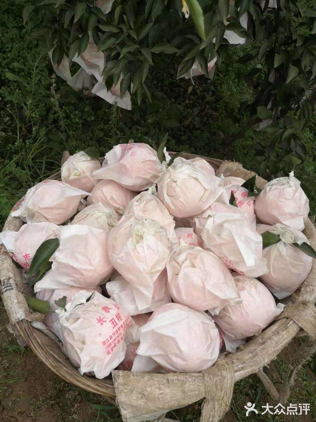 蒲江自家果园耙耙柑 10斤包邮 45-50元