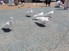 -烟台海昌鲸鲨海洋公园