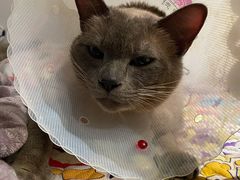 -康乐宝动物医院