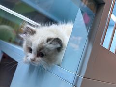 -FAELING PETS美天灵宠物(合生汇店)