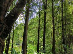 -深圳仙湖植物园