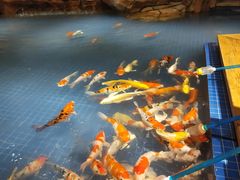 -昆明大悦城未来动物城(螺蛳湾中心店)