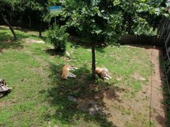 -西霞口神雕山野生动物世界