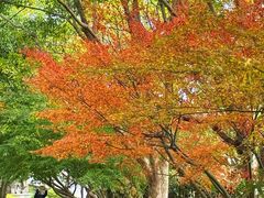 -普陀山风景名胜区-法雨禅寺