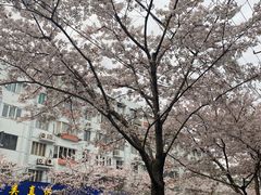 -吴淞炮台湾湿地森林公园烧烤区