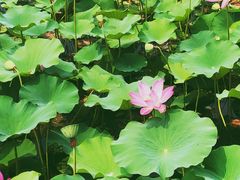 -羊亭河湿地公园