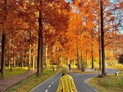 -黄海国家森林公园