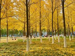 -西北湖绿化广场