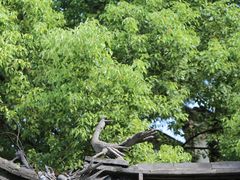 -天一阁博物院