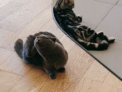 -CAT’S MEWSTAR CAFE·喵星球猫屋(晴湾咖啡店)