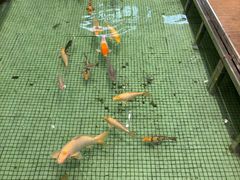 -金河半岛园林酒家(金融城店)