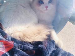 -Bastet sally猫舍购宠(静安店)
