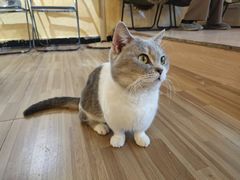 -喵小馆·猫咖狗咖猪咖·饮品店