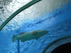 -北戴河圣蓝海洋公园