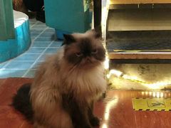 -猫小院猫主题咖啡厅(北锣店)