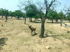 -西安秦岭野生动物园