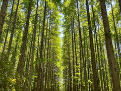 -黄海国家森林公园