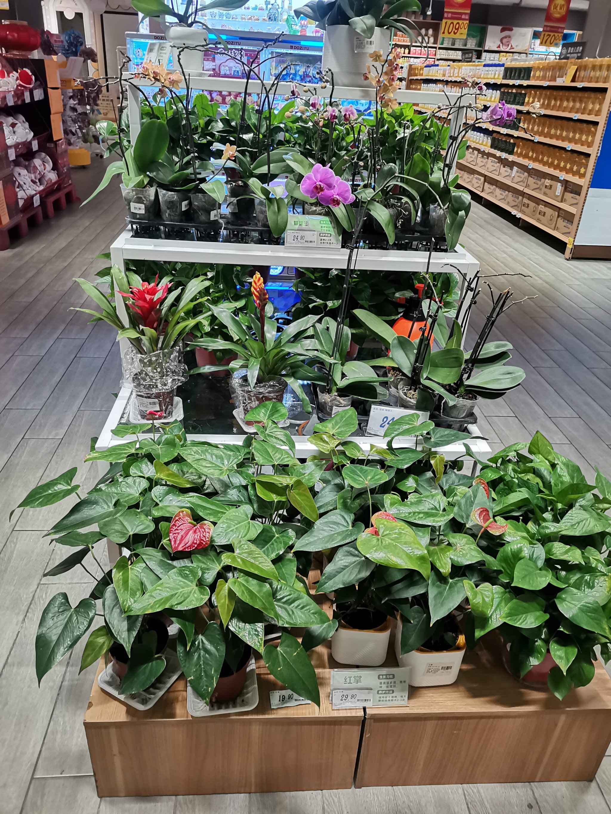 想开一家盆栽花卉店要怎样做(想开一家盆栽花卉店要怎样做才好)