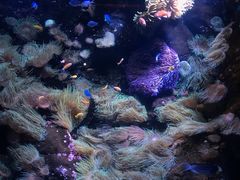 -悉尼海洋生物水族馆