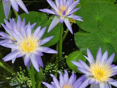 -国家植物园南园