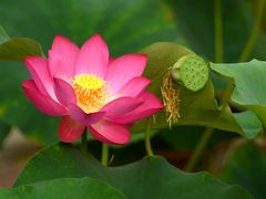 -莲花池公园