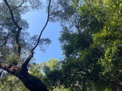 -火炉山森林公园