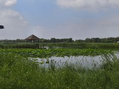 -西青郊野公园