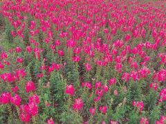 -广州市流溪河国家森林公园