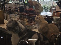 -咖法森林·咖啡  酒吧(天河店)