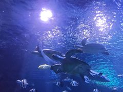 -太平洋海底世界