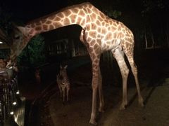 -清迈夜间动物园