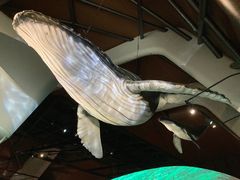 -贝林大翅鲸简餐厅(国家海洋博物馆店)